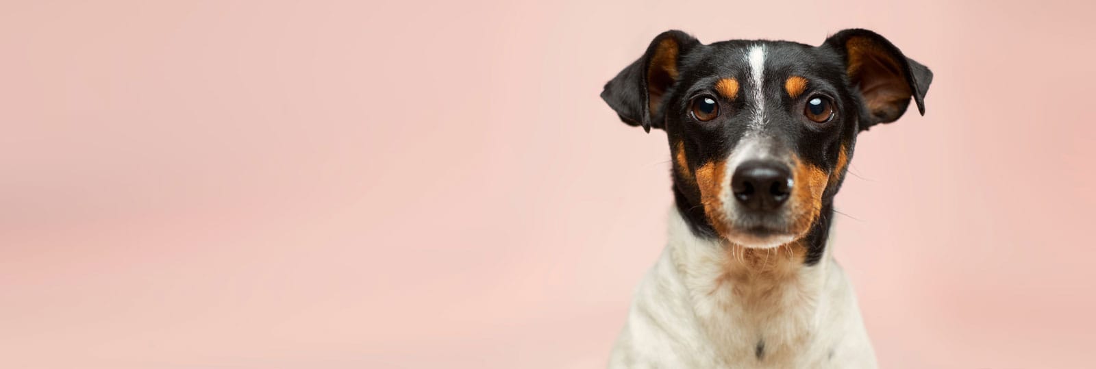 Hund und Katze liegen gemeinsam auf dem Boden